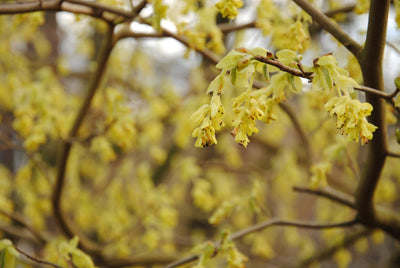 Corylopsis spicata | Buttercup Winter Hazel