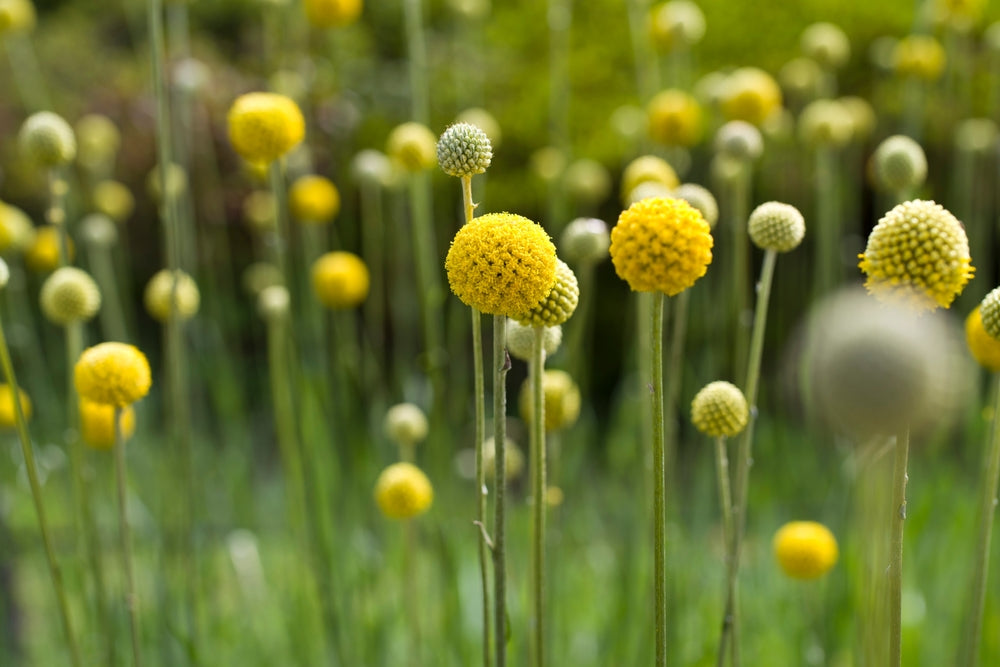 Craspedia globosa | Billy Buttons