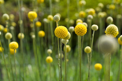 Craspedia globosa | Billy Buttons