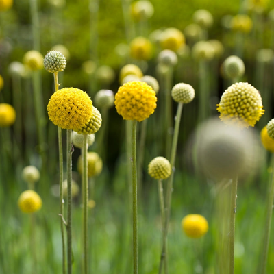 Craspedia globosa | Billy Buttons