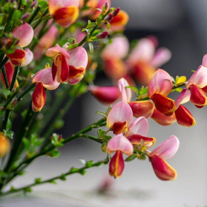 Cytisus scoparius | Lord Lambourne
