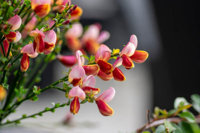 Cytisus scoparius | Lord Lambourne