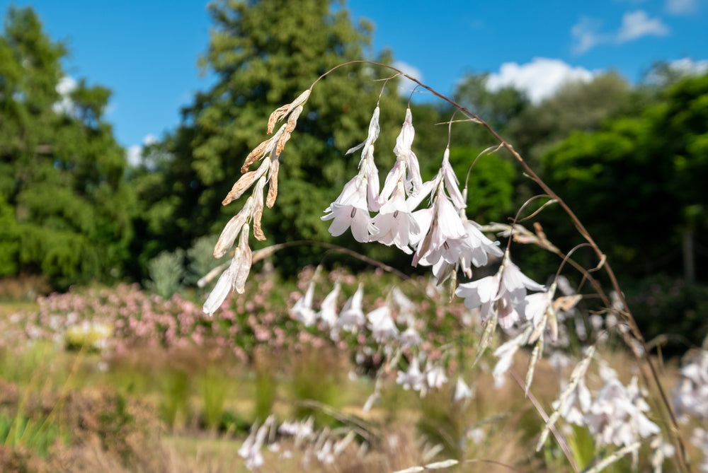 Dierama pulcherrimum | Swan