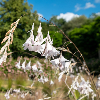 Dierama pulcherrimum | Swan