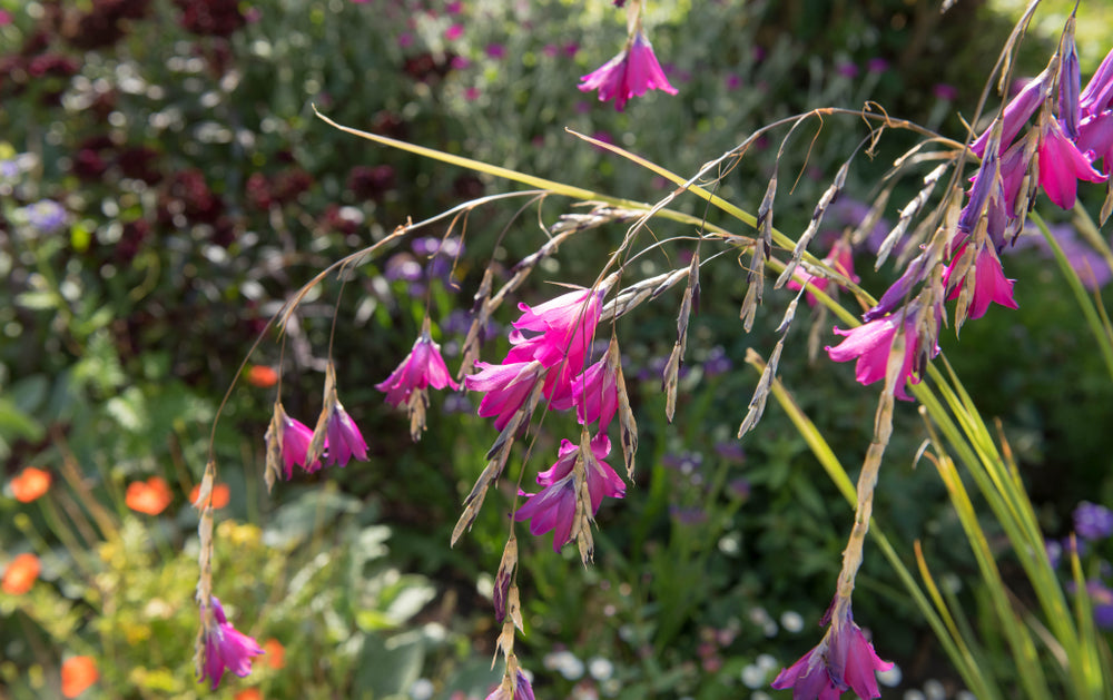 Dierama pulcherrimum | Tui