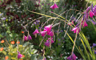 Dierama pulcherrimum | Tui