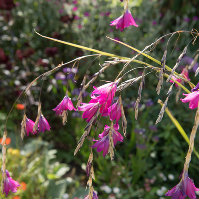 Dierama pulcherrimum | Tui