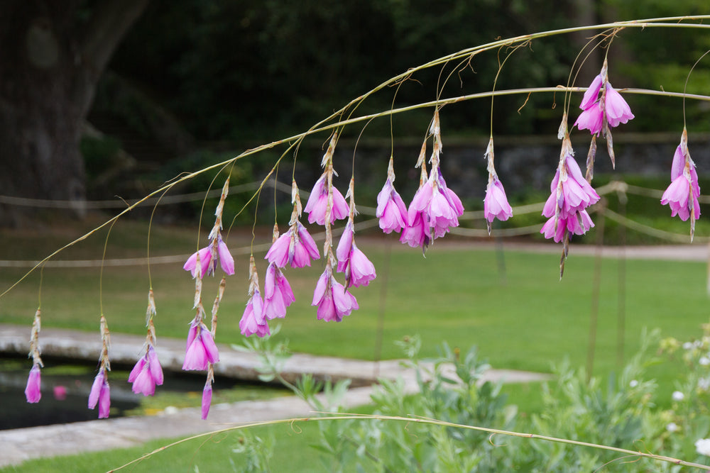 Dierama pulcherrimum | Violet Pink