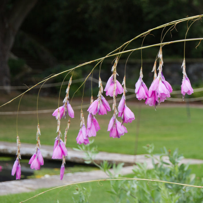 Dierama pulcherrimum | Violet Pink