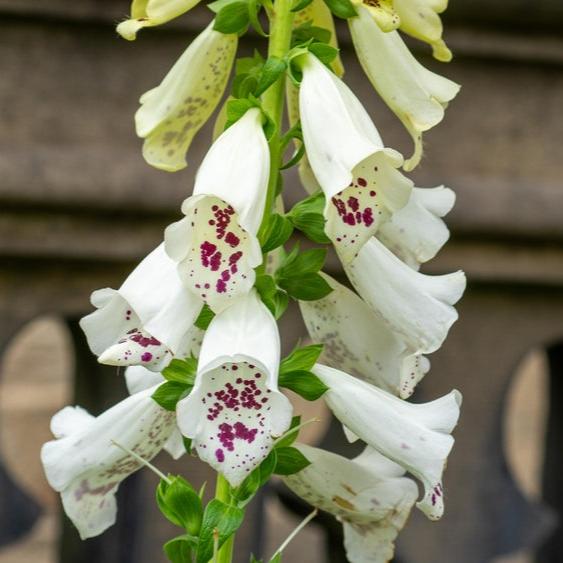 Digitalis purpurea | Dalmation White | F1