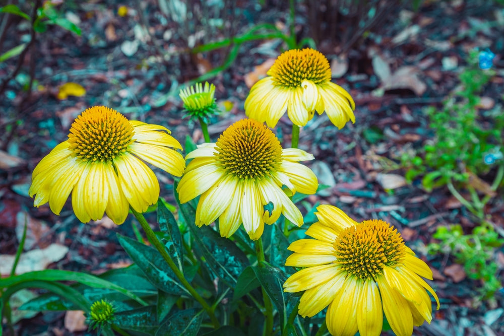 Echinacea purpurea | Mellow Yellows