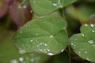 Epimedium x warleyense | Soft Apricot