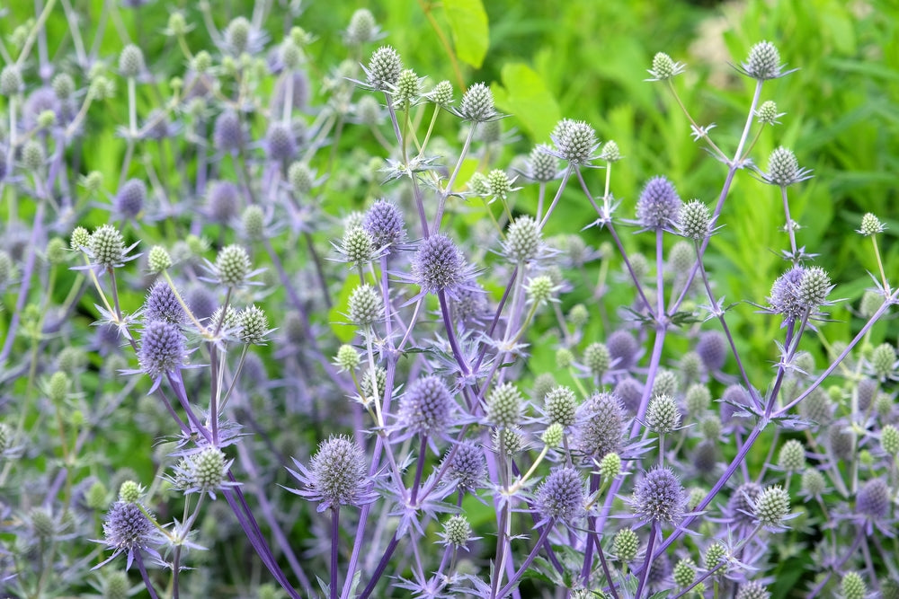 Eryngium planum | Blue Glitter