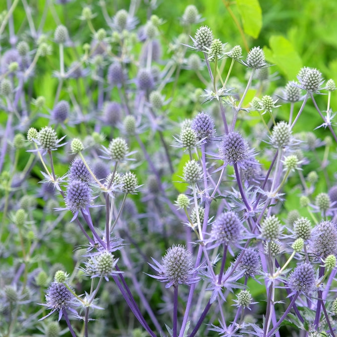 Eryngium planum | Blue Glitter