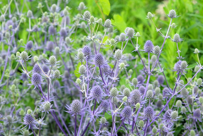 Eryngium planum | Blue Glitter