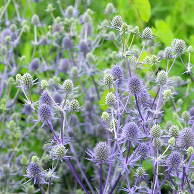 Eryngium planum | Blue Glitter