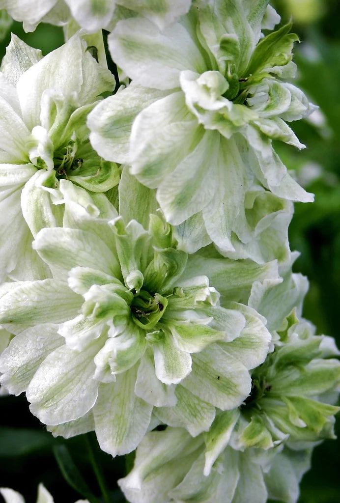 Delphinium elatum | Green Twist