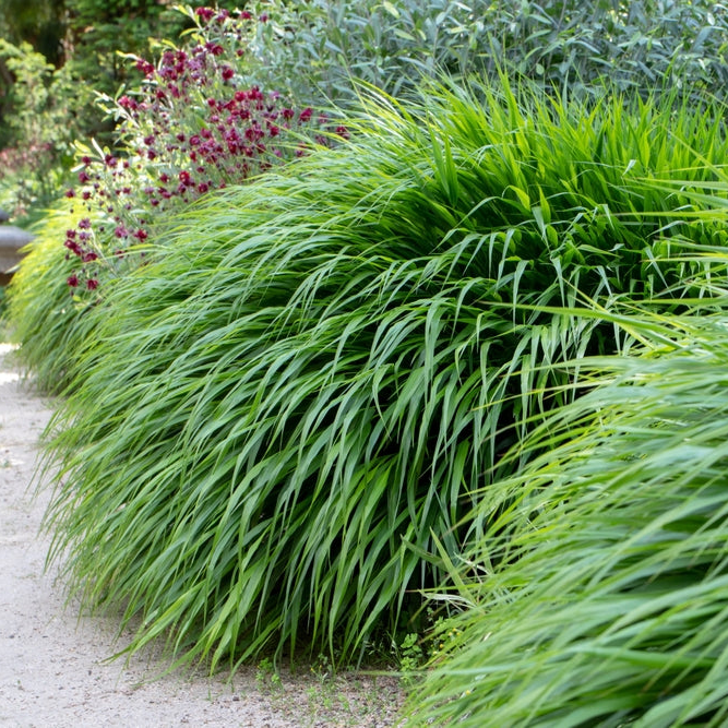 Hakonechloa macra