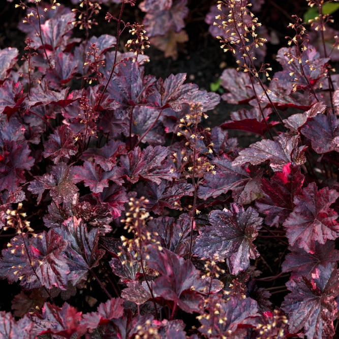 Heuchera sanguinea | Amethyst | Coral Bells