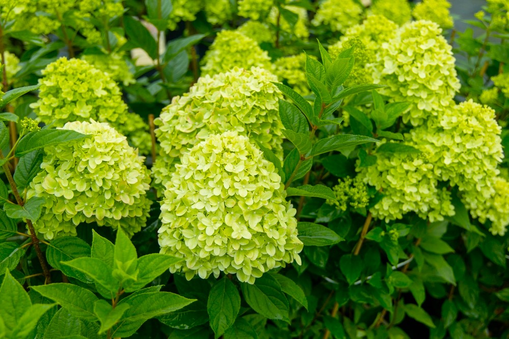 Hydrangea paniculata | Limelight