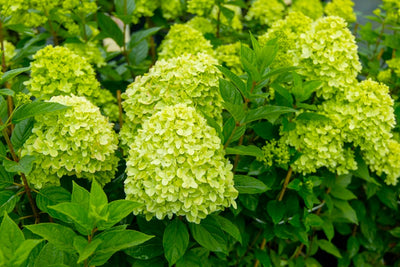 Hydrangea paniculata | Limelight