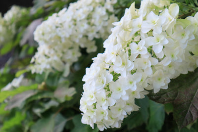 Hydrangea quercifolia | Snowflake