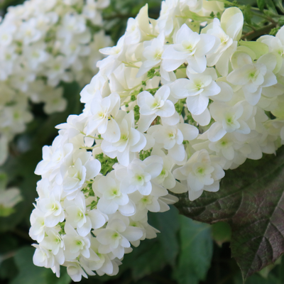 Hydrangea quercifolia | Snowflake