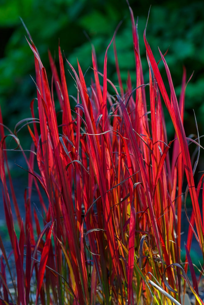 Imperata cylindrica | Red Baron | Blood Grass