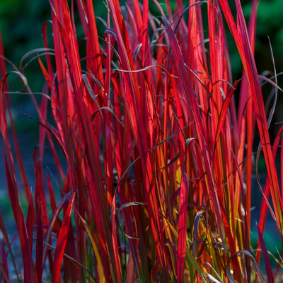 Imperata cylindrica | Red Baron | Blood Grass