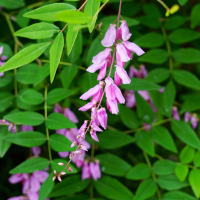 Indigofera decora