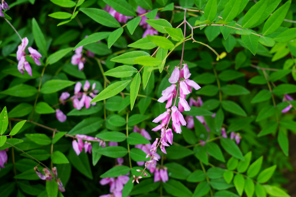 Indigofera decora