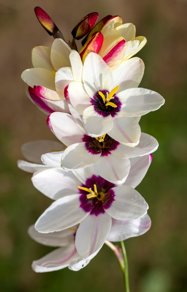 white corn lily Ixia | White