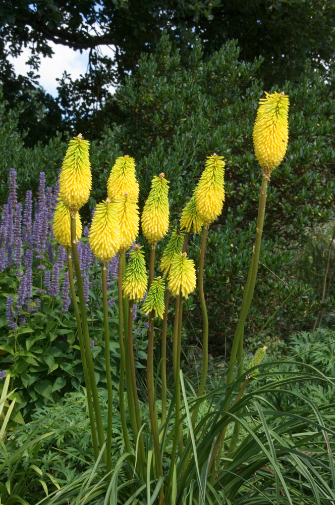 Kniphofia uvaria | Green/Lemon