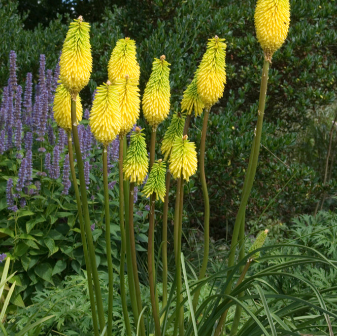 Kniphofia uvaria | Green/Lemon