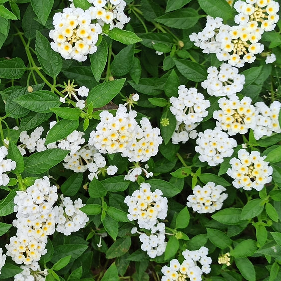 Lantana montevidensis | White Lightening