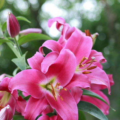 Lilium orientalis | Imax