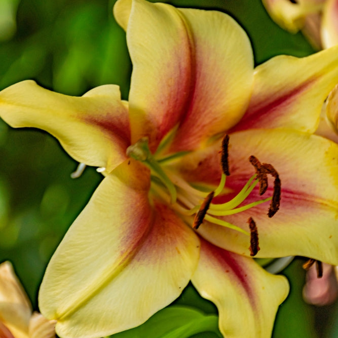 Lilium orientalis | Robert Swanson – Addenbrooke