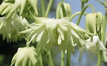 Aquilegia vulgaris | Lime Sorbet