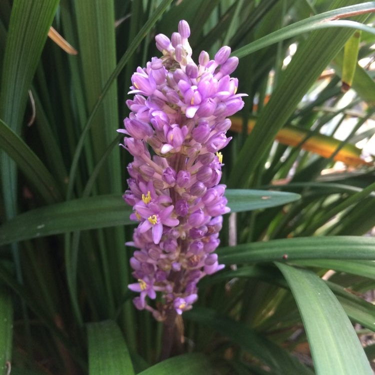 Liriope muscari | Samantha