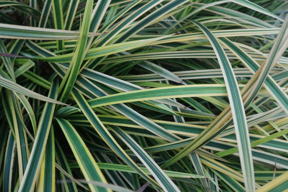 Liriope muscari