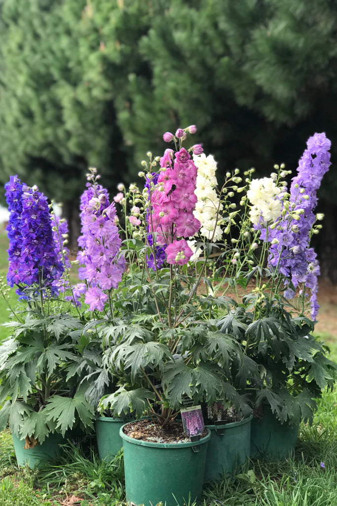 Delphinium x hybrid | Mini Stars