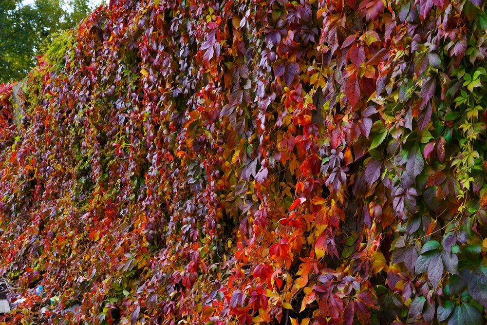 Parthenocissus quinquefolia | Virginia Creeper