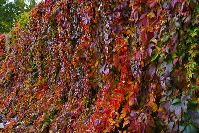 Parthenocissus quinquefolia | Virginia Creeper