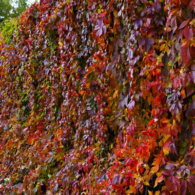 Parthenocissus quinquefolia | Virginia Creeper