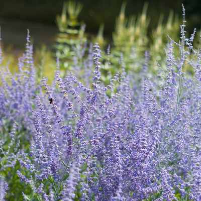 Perovskia atriplicifolia | Blue Spire