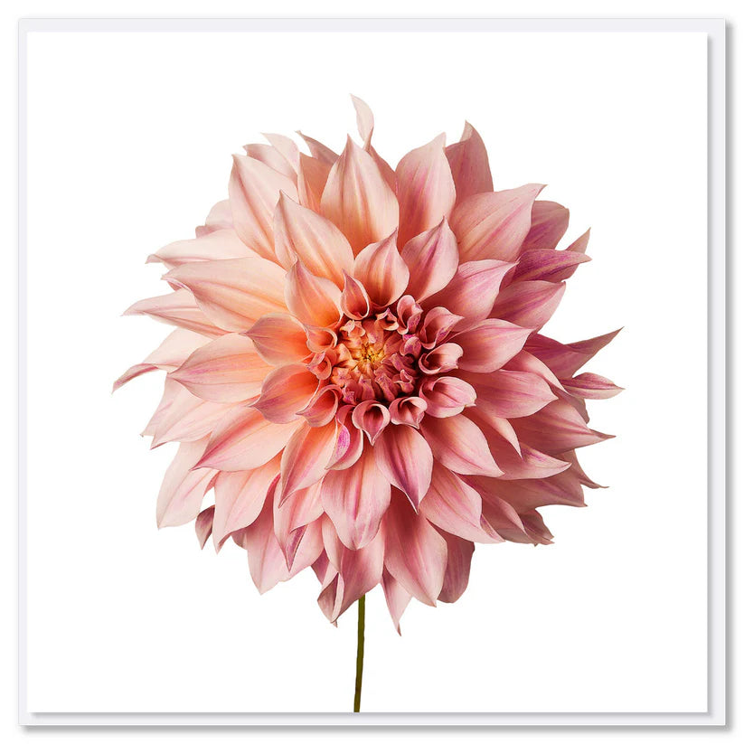 Gift Card | Pink Dahlia Flower