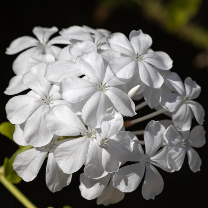 Plumbago auriculata | Alba