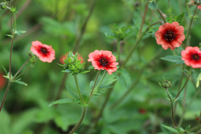 Potentilla | Melton Fire