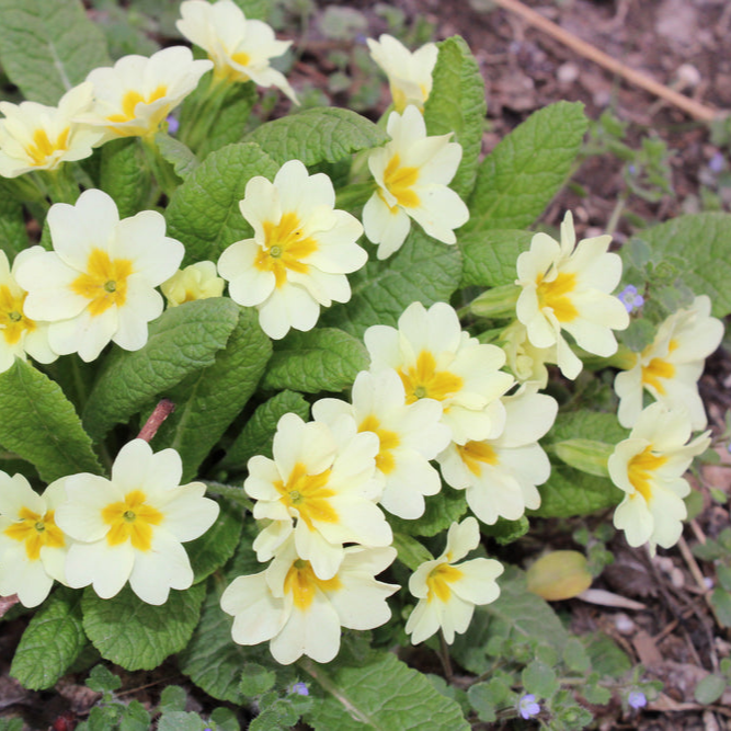 Primula vulgaris