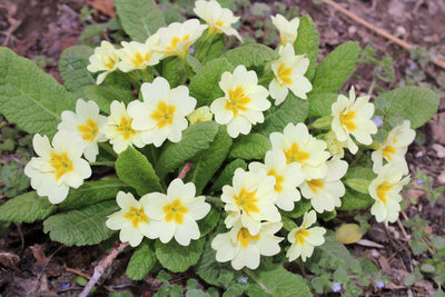 Primula vulgaris